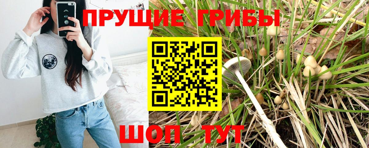 Галлюциногенные грибы Cubensis Курчалой